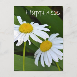 Happiness Daisies Postcard
