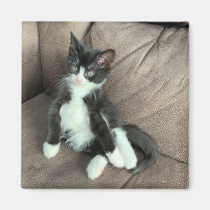 Happiness Kitten Magnet