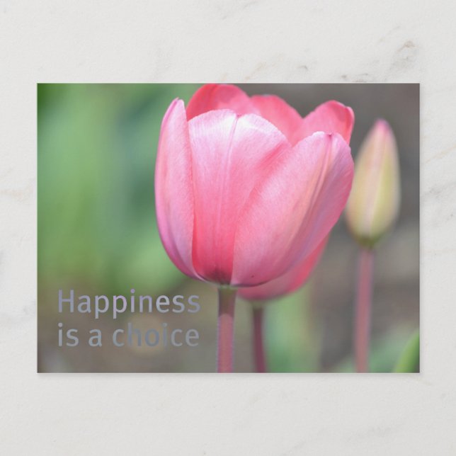 Happiness Tulips Postcard (Front)