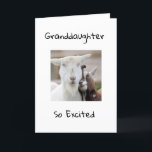 HAPPY *13th BIRTHDAY TO  YOU *GRANDDAUGHTER* Card<br><div class="desc">HAPPY BIRTHDAY  ***GRANDDAUGHTER**** THANKS FOR STOPPING BY ONE OF MY EIGHT STORES!</div>