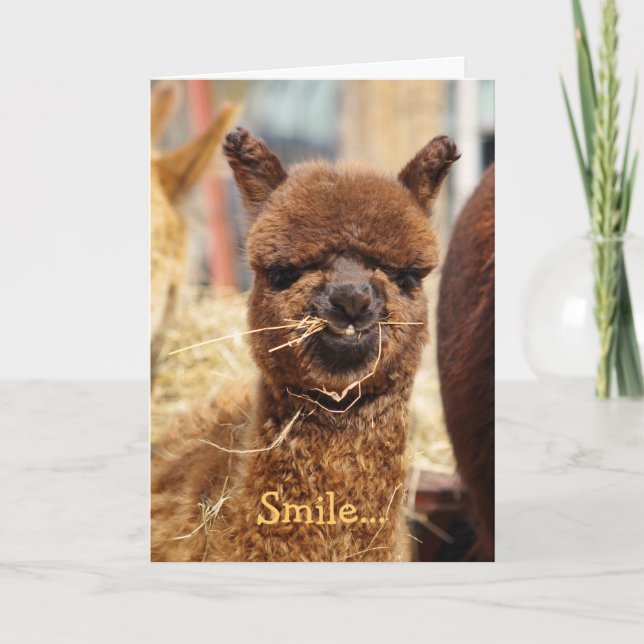 Happy Alpaca Card (Front)