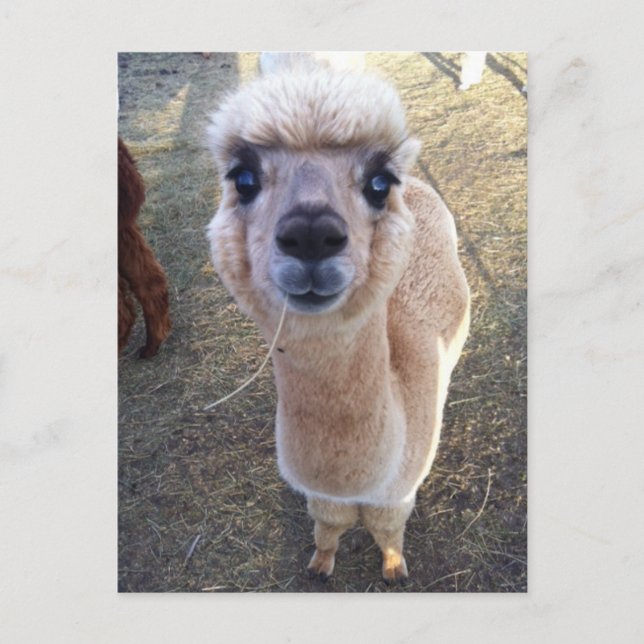 Happy alpaca says hi postcard (Front)