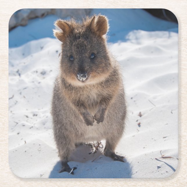 Happy and cute Quokka on the Beach Square Paper Coaster (Front)