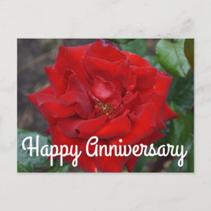 Happy Anniversary Crimson Bouquet Rose #3 Postcard