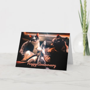 Happy Anniversary - Cute Cats Lounging Together Card