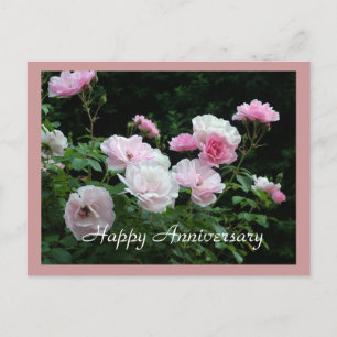 Happy anniversary pink rose flower card. postcard