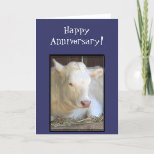 Happy Anniversary white cow greeting card