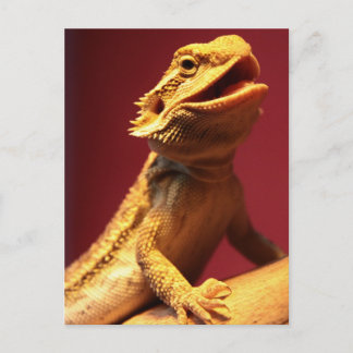 Happy Bearded Dragon Postcard