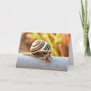 Happy Belated Birthday Slow Snail Card