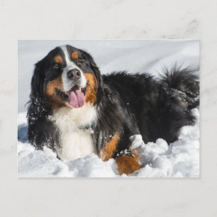 Happy Bernese Mountain Dog In Winter Snow Postcard