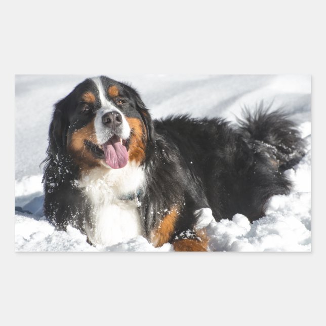 Happy Bernese Mountain Dog In Winter Snow Rectangular Sticker (Front)