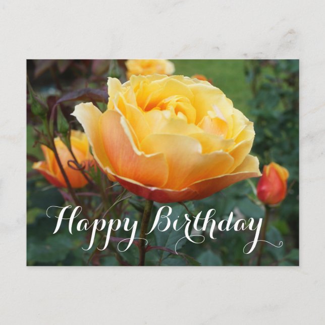 Happy Birthday About Face Rose #2 Postcard (Front)