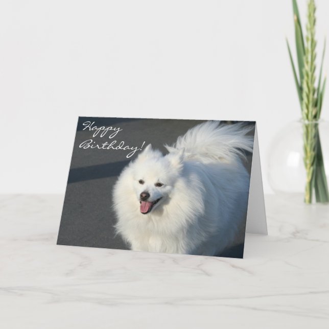 Happy Birthday American Eskimo greeting card (Front)