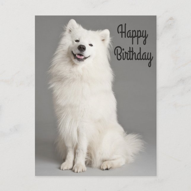 Happy Birthday American Eskimo Puppy Dog Postcard (Front)
