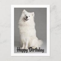 Happy Birthday American Eskimo Puppy Dog Postcard