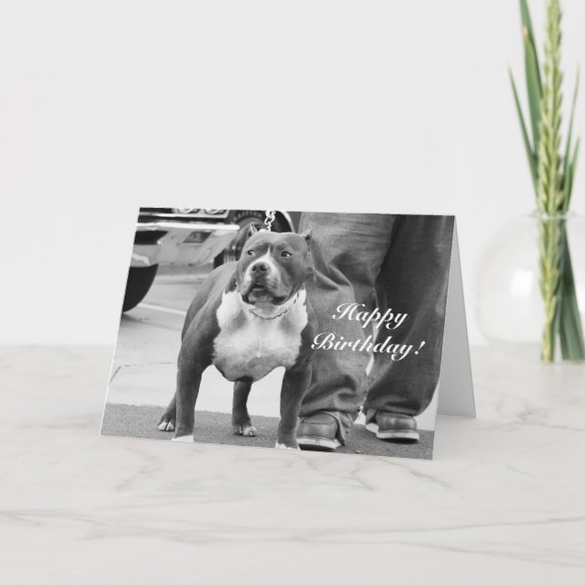 Happy Birthday American Staffordshire Terrier Card (Front)
