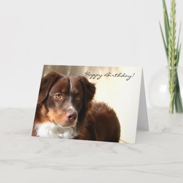 Happy Birthday Australian Shepherd greeting card (Front)