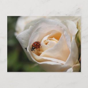Happy birthday. Beautiful white rose flower Postcard