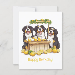 Happy Birthday Bernese Mountain Dog Lemonade Stand Postcard