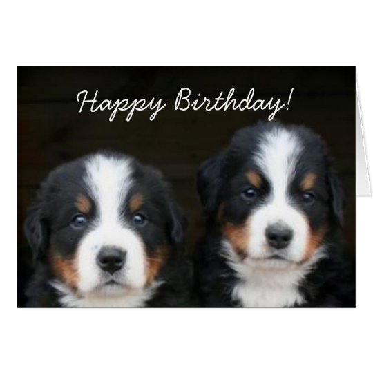 Happy Birthday Bernese pups greeting card