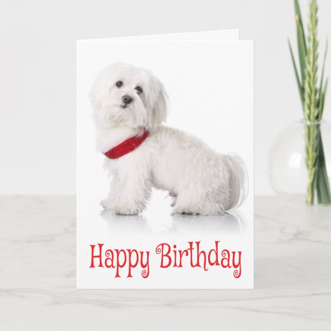 Happy Birthday Bichon Frise Puppy Dog Red & White Card (Front)