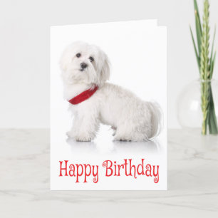 Happy Birthday Bichon Frise Puppy Dog Red & White Card