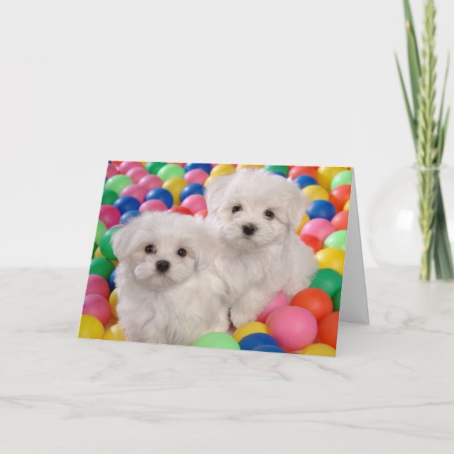 Happy Birthday Bichon Frise White Puppy Dog Card (Front)