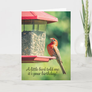 Happy Birthday Bird Poop Humour Holiday Card