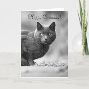 Happy Birthday black Cat Card