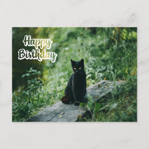 Happy Birthday Black Cat Outdoors  Postcard