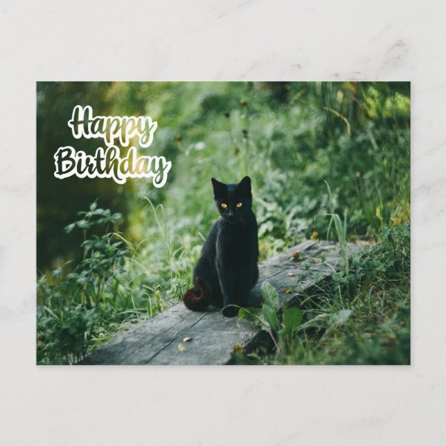 Happy Birthday Black Cat Outdoors  Postcard (Front)