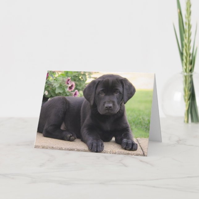 Happy Birthday Black Labrador Retriever Puppy Dog Card (Front)