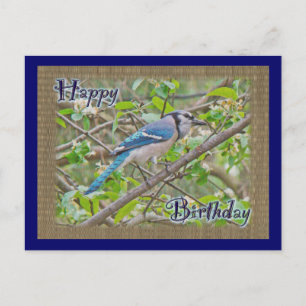 Happy Birthday Blue Jay Postcard