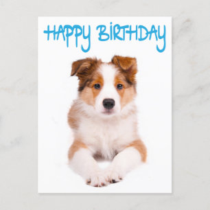 Happy Birthday Border Collie Puppy Dog Post Card