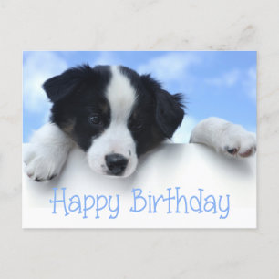 Happy Birthday Border Collie Puppy Dog Post Card