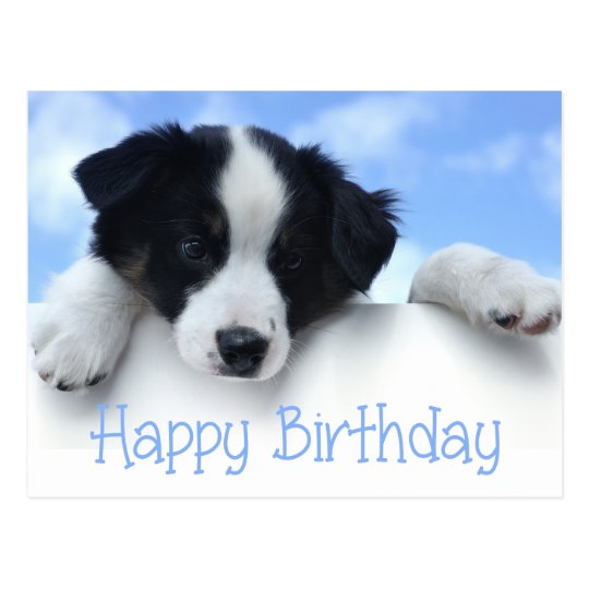 picture Happy Birthday Border Collie Funny happy birthday border collie puppy dog post card