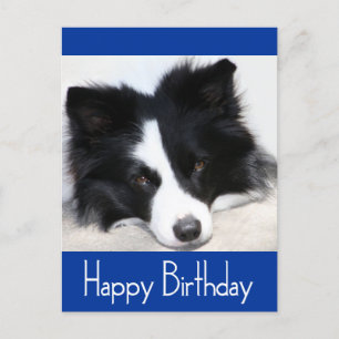 Happy Birthday Border Collie Puppy Dog Post Card
