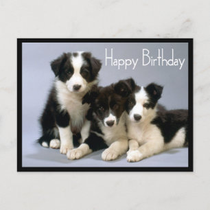 Happy Birthday Border Collie Puppy Dog Postcard