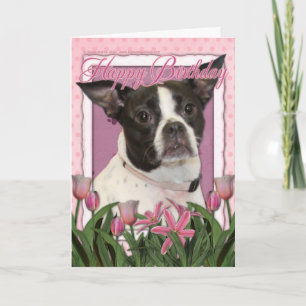 Happy Birthday - Boston & Rat Terrier - Jazy Card