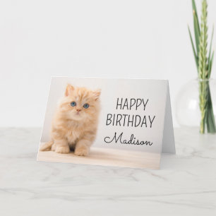 Happy Birthday   British Longhair Kitten Card