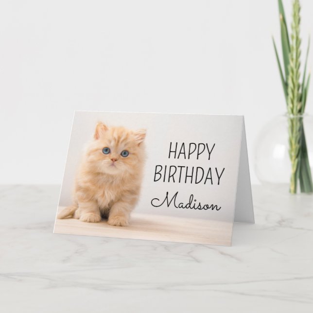 Happy Birthday | British Longhair Kitten Card (Front)