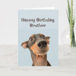 Happy Birthday Brother Fun Dog Grumpy Old Man Card<br><div class="desc">Happy Birthday Grumpy Old Man Brother  cute traumatised looking dog</div>