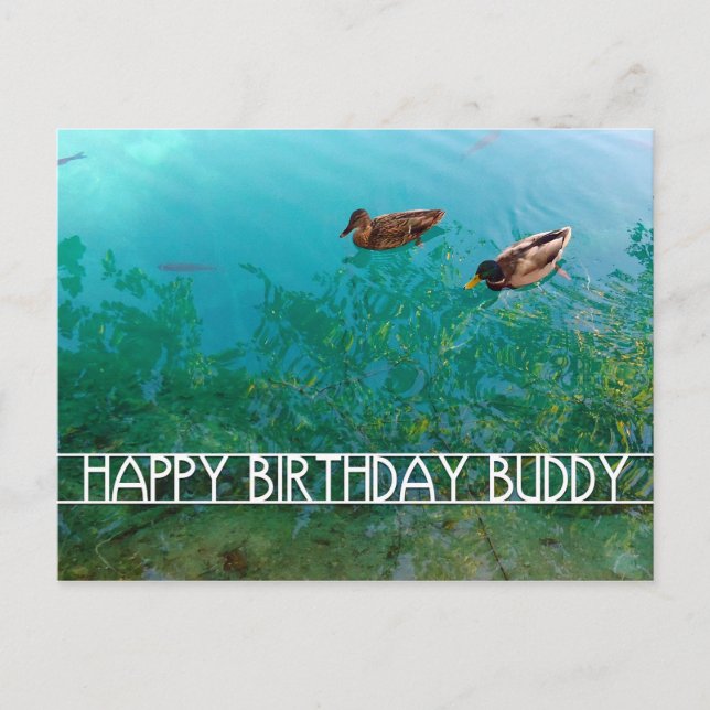 happy birthday buddy (two ducks) postcard (Front)