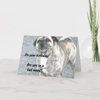 Happy Birthday Bull Dog Card