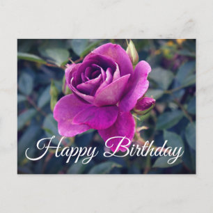 Happy Birthday Burgundy Iceberg Rose #2 Postcard