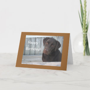 Happy Birthday Card - Chocolate Lab