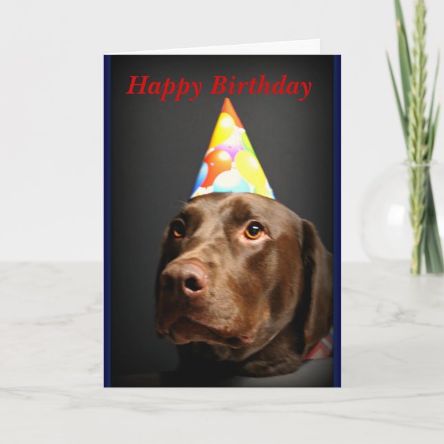 Happy Birthday card~Chocolate Lab Card (Front)