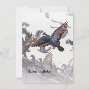 Happy Birthday Card for Pigeons