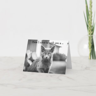 Happy Birthday Card: Grey Cat Card