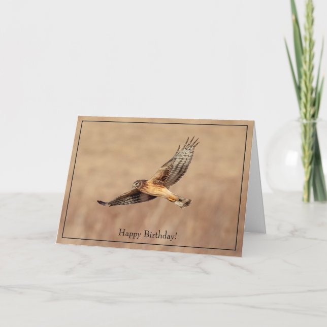 Happy Birthday Card Northern Harrier Hawk (Front)